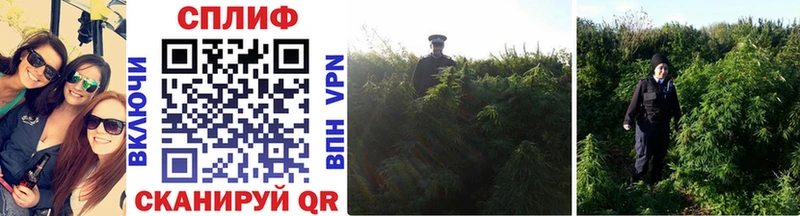 Канабис Bruce Banner  Курск 